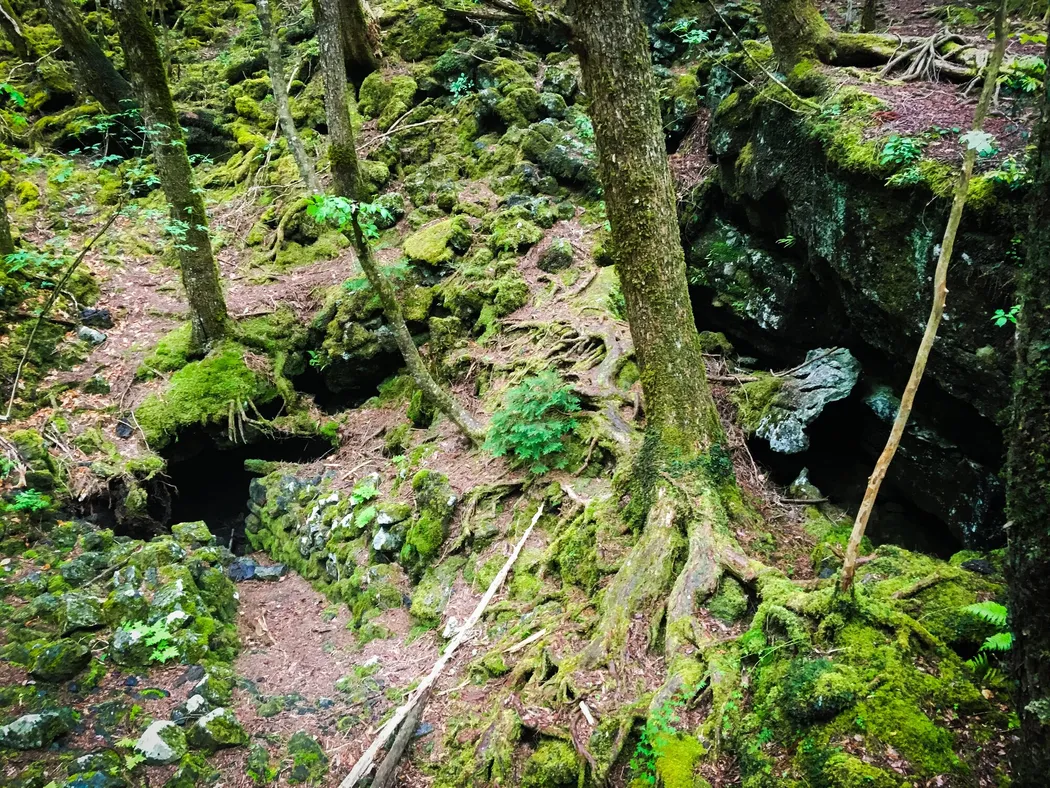 樹海トレイルの風景1